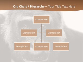 A Gorilla Wearing A Suit And Tie With A Brown Background PowerPoint Template