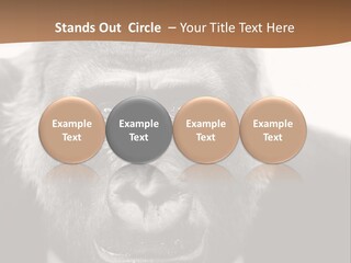 A Gorilla Wearing A Suit And Tie With A Brown Background PowerPoint Template
