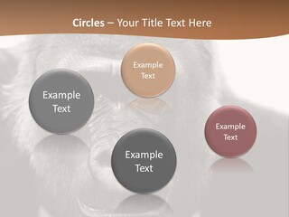 A Gorilla Wearing A Suit And Tie With A Brown Background PowerPoint Template
