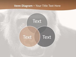 A Gorilla Wearing A Suit And Tie With A Brown Background PowerPoint Template