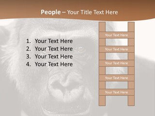 A Gorilla Wearing A Suit And Tie With A Brown Background PowerPoint Template