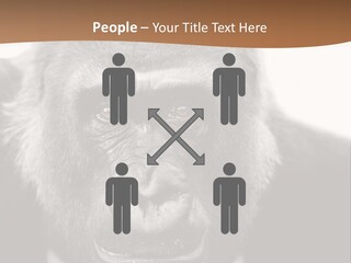 A Gorilla Wearing A Suit And Tie With A Brown Background PowerPoint Template