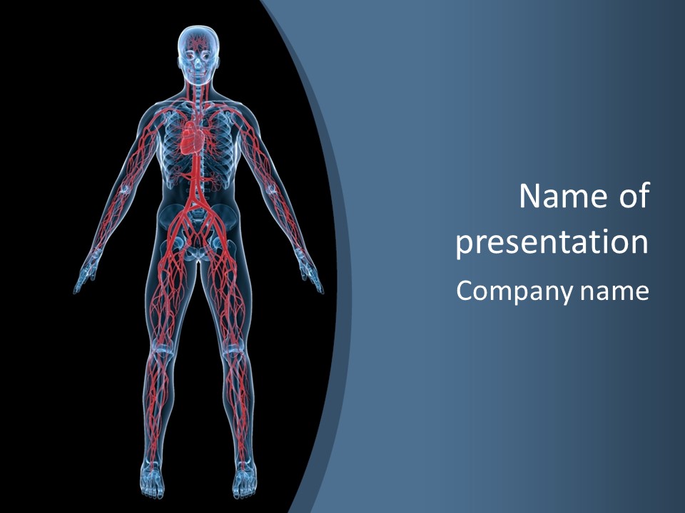 A Human Body With The Nervous System Powerpoint Presentation PowerPoint Template