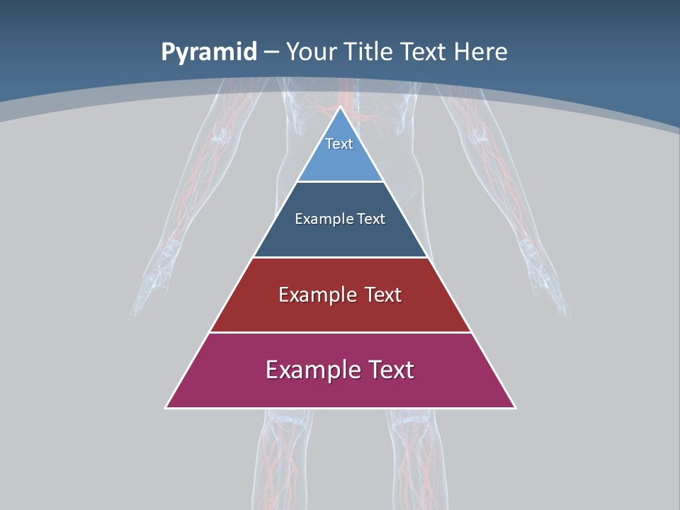 A Human Body With The Nervous System Powerpoint Presentation PowerPoint Template