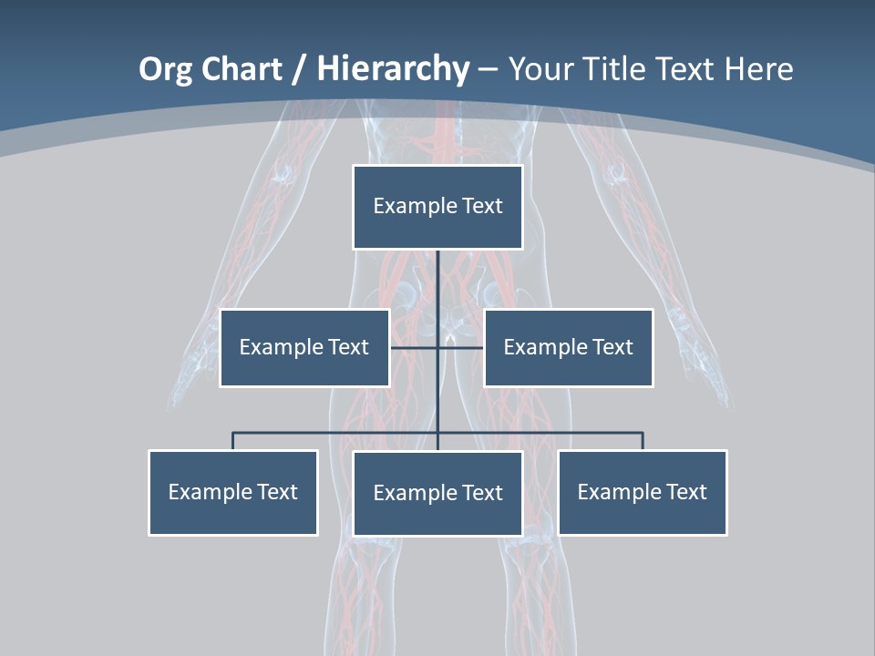 A Human Body With The Nervous System Powerpoint Presentation PowerPoint Template