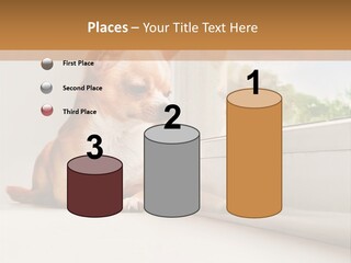 A Small Dog Is Looking Out Of A Window PowerPoint Template