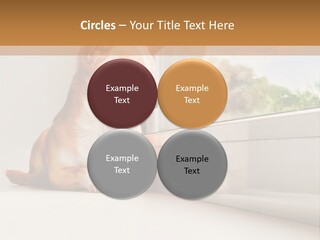 A Small Dog Is Looking Out Of A Window PowerPoint Template