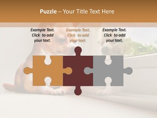 A Small Dog Is Looking Out Of A Window PowerPoint Template