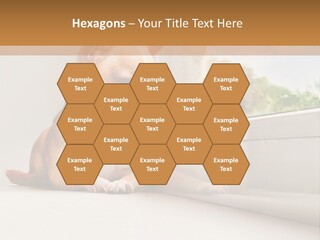 A Small Dog Is Looking Out Of A Window PowerPoint Template