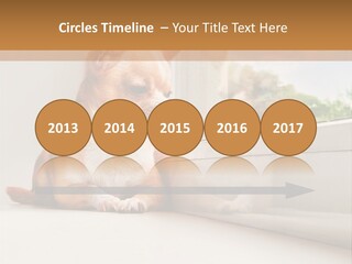 A Small Dog Is Looking Out Of A Window PowerPoint Template