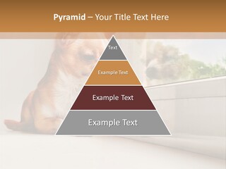 A Small Dog Is Looking Out Of A Window PowerPoint Template