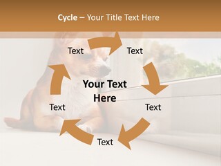 A Small Dog Is Looking Out Of A Window PowerPoint Template