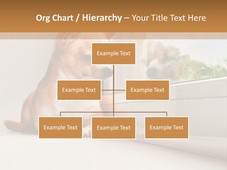 A Small Dog Is Looking Out Of A Window PowerPoint Template