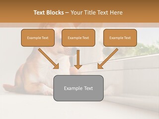 A Small Dog Is Looking Out Of A Window PowerPoint Template
