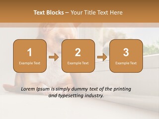 A Small Dog Is Looking Out Of A Window PowerPoint Template