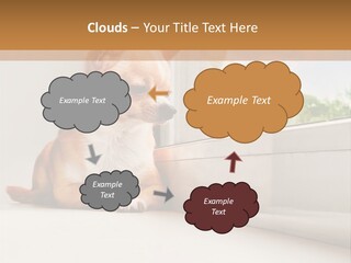 A Small Dog Is Looking Out Of A Window PowerPoint Template