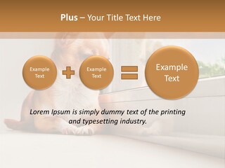 A Small Dog Is Looking Out Of A Window PowerPoint Template