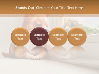 A Small Dog Is Looking Out Of A Window PowerPoint Template