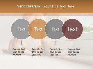 A Small Dog Is Looking Out Of A Window PowerPoint Template