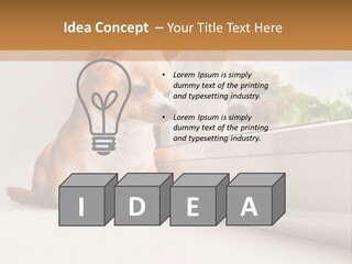A Small Dog Is Looking Out Of A Window PowerPoint Template