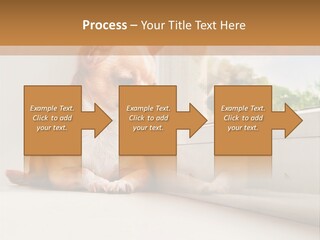 A Small Dog Is Looking Out Of A Window PowerPoint Template