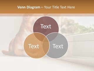A Small Dog Is Looking Out Of A Window PowerPoint Template