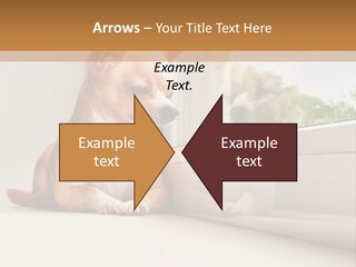 A Small Dog Is Looking Out Of A Window PowerPoint Template