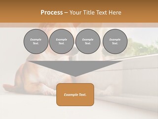 A Small Dog Is Looking Out Of A Window PowerPoint Template