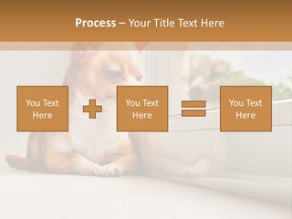 A Small Dog Is Looking Out Of A Window PowerPoint Template