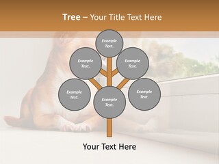 A Small Dog Is Looking Out Of A Window PowerPoint Template