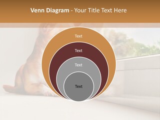A Small Dog Is Looking Out Of A Window PowerPoint Template