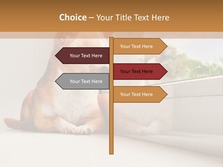 A Small Dog Is Looking Out Of A Window PowerPoint Template