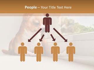 A Small Dog Is Looking Out Of A Window PowerPoint Template