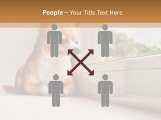 A Small Dog Is Looking Out Of A Window PowerPoint Template