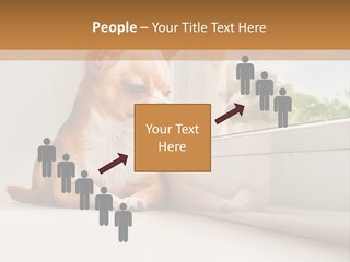 A Small Dog Is Looking Out Of A Window PowerPoint Template