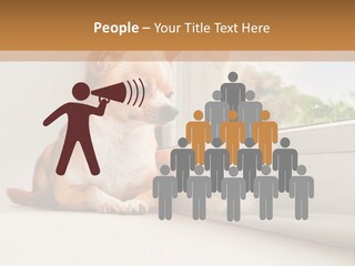 A Small Dog Is Looking Out Of A Window PowerPoint Template