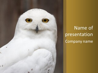 A White Owl Sitting On Top Of A Wooden Table PowerPoint Template