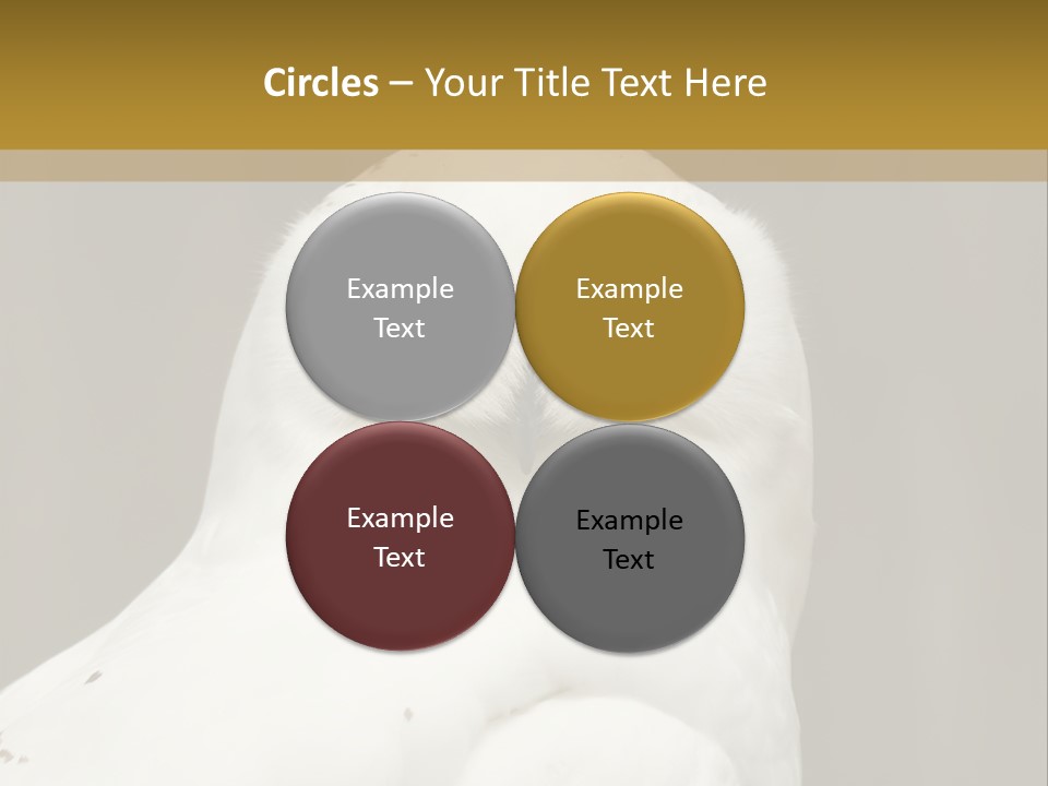 A White Owl Sitting On Top Of A Wooden Table PowerPoint Template