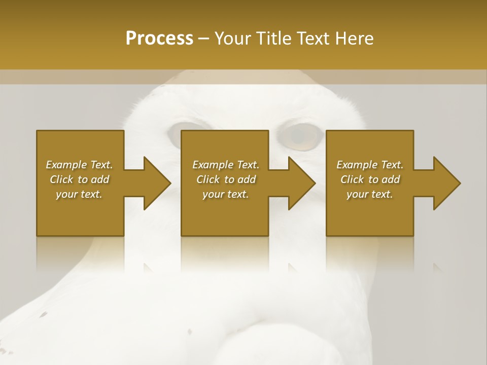A White Owl Sitting On Top Of A Wooden Table PowerPoint Template