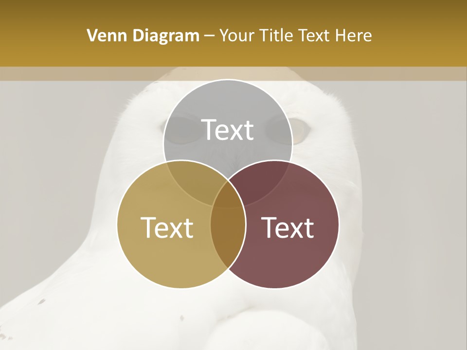 A White Owl Sitting On Top Of A Wooden Table PowerPoint Template