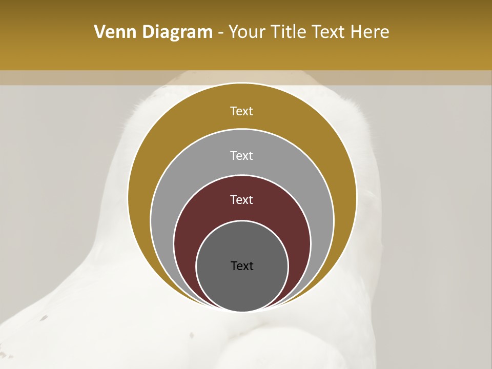 A White Owl Sitting On Top Of A Wooden Table PowerPoint Template