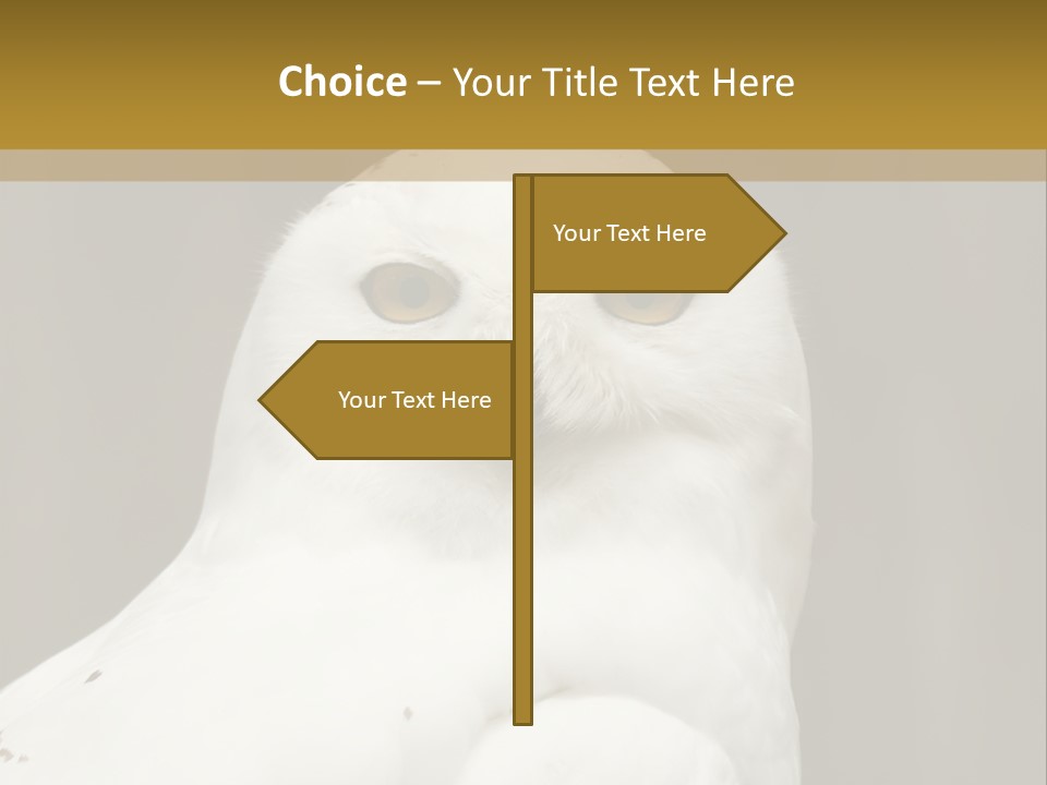 A White Owl Sitting On Top Of A Wooden Table PowerPoint Template