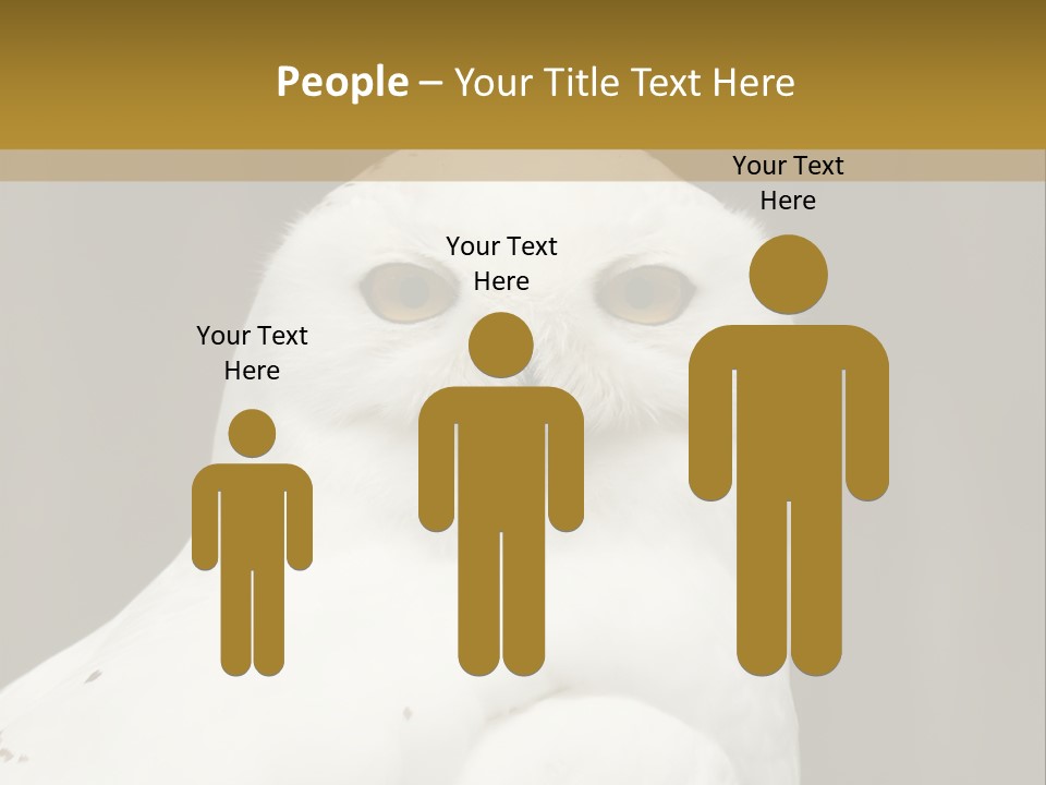 A White Owl Sitting On Top Of A Wooden Table PowerPoint Template