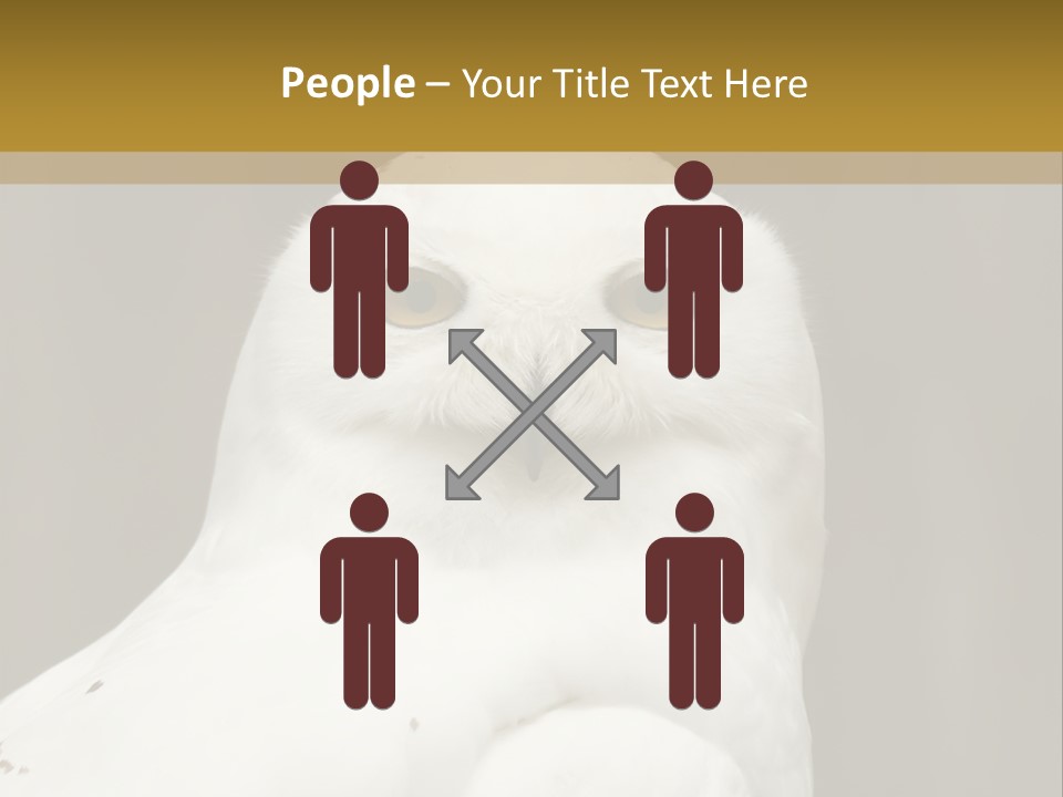 A White Owl Sitting On Top Of A Wooden Table PowerPoint Template