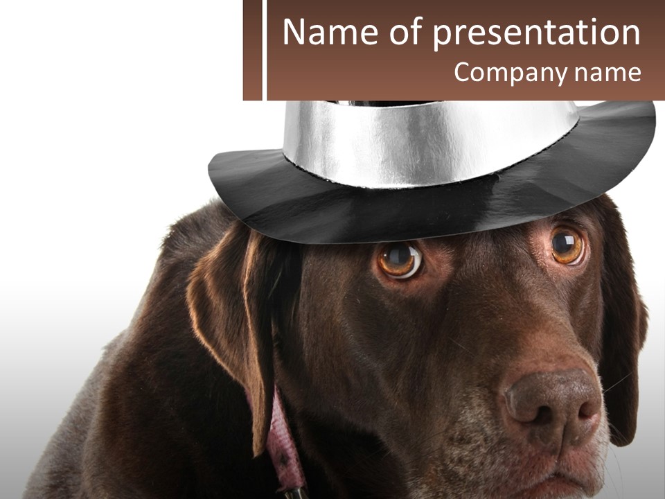 A Dog Wearing A Hat With A Name Tag On It PowerPoint Template