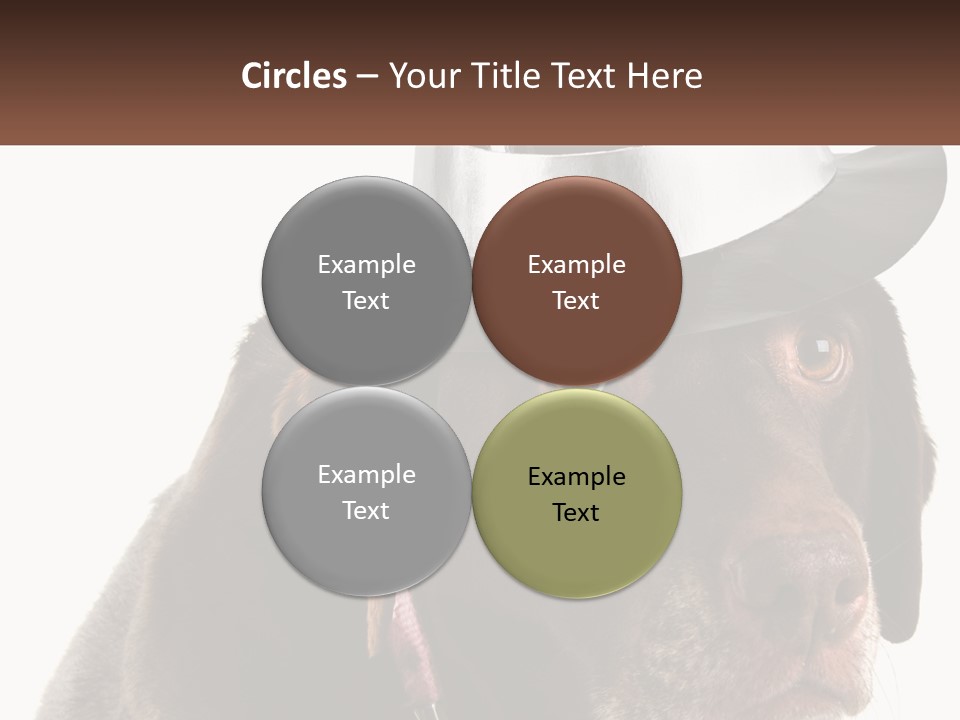 A Dog Wearing A Hat With A Name Tag On It PowerPoint Template