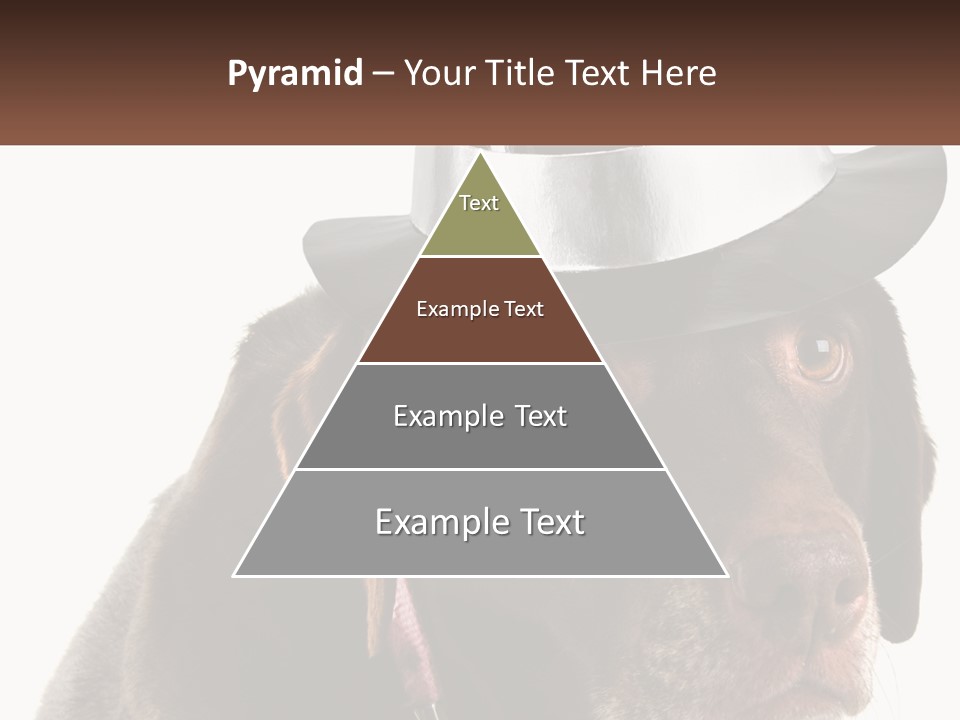 A Dog Wearing A Hat With A Name Tag On It PowerPoint Template
