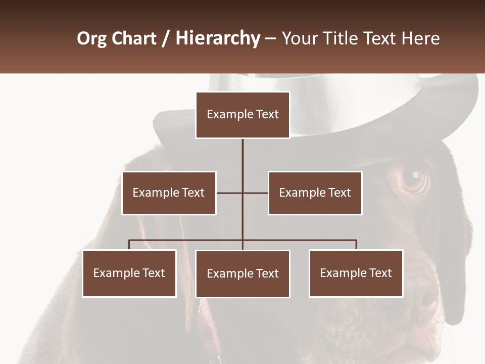 A Dog Wearing A Hat With A Name Tag On It PowerPoint Template