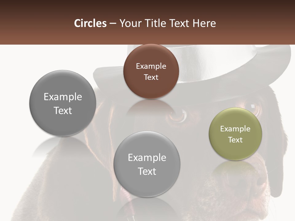 A Dog Wearing A Hat With A Name Tag On It PowerPoint Template