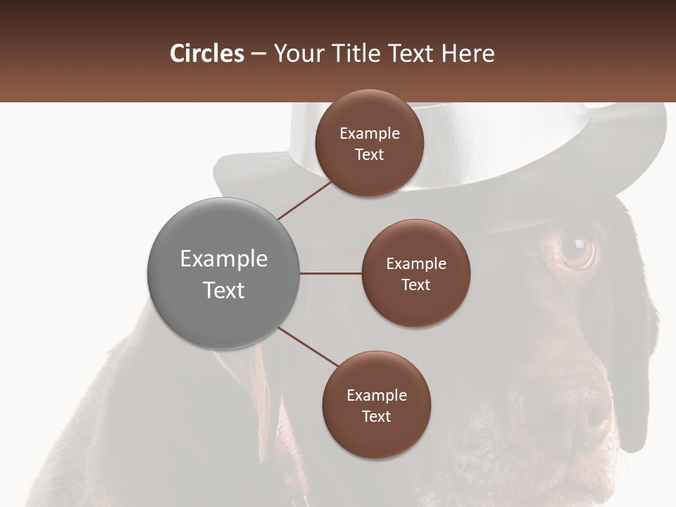 A Dog Wearing A Hat With A Name Tag On It PowerPoint Template